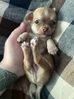 Hercules, a male Chihuahua for sale in Chillicothe, OH – 2 of 5
