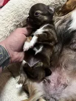 Sable, a female Chihuahua for sale in Chillicothe, OH – Photo 3 of 7