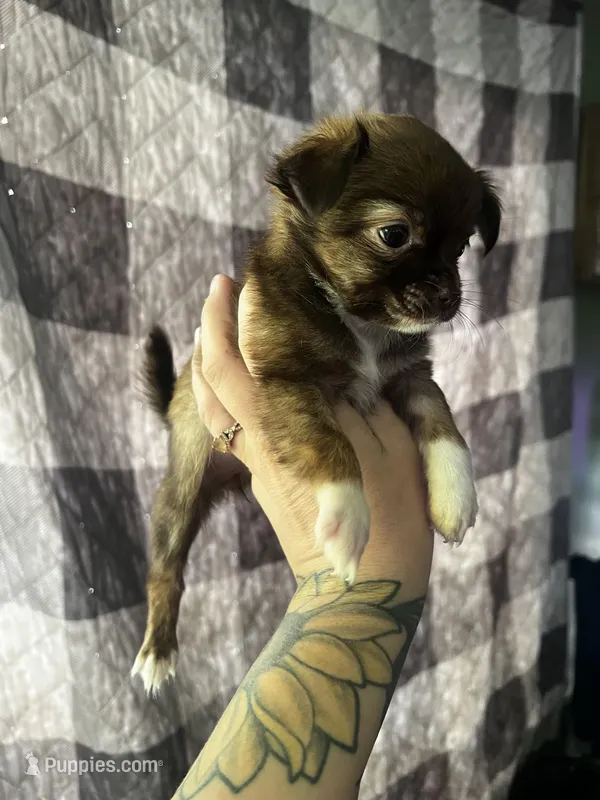 Sable – Chihuahua puppy on hold in Chillicothe, OH