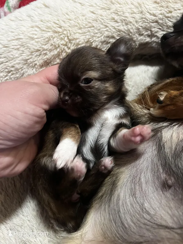 Sable – Chihuahua puppy for sale in Chillicothe, OH