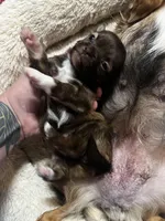 Sable, a female Chihuahua for sale in Chillicothe, OH – Photo 5 of 7