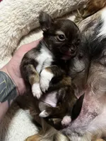 Sable, a female Chihuahua for sale in Chillicothe, OH – Photo 4 of 7