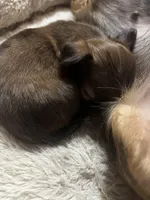 Sable, a female Chihuahua for sale in Chillicothe, OH – Photo 7 of 7