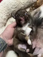 Sable, a female Chihuahua for sale in Chillicothe, OH – Photo 6 of 7