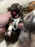 Sable, a female Chihuahua for sale in Chillicothe, OH – Photo 2 of 7