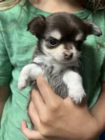 Henry, a male Chihuahua for sale in Chillicothe, OH – 3 of 4