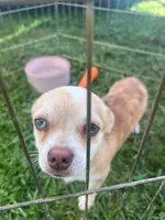 Frankie, a male Chihuahua for sale in Chillicothe, OH – 3 of 5