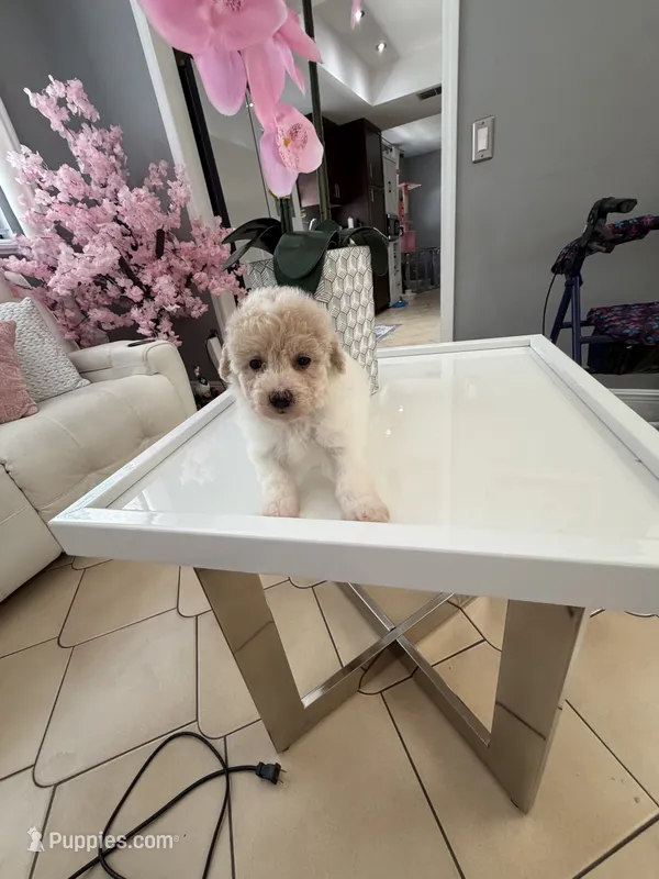River – Poodle - Toy  puppy for sale in Tampa, FL