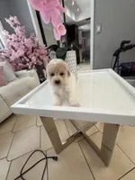 River, a male Poodle - Toy  for sale in Tampa, FL – 1 of 1