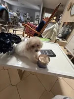River, a male Poodle - Toy  for sale in Tampa, FL – 2 of 3
