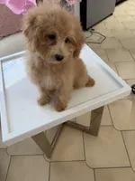Penny, a female Miniature Goldendoodle for sale in Tampa, FL – 2 of 2