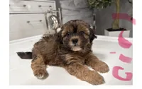 Bunny , a female Shihpoo for sale in Tampa, FL – 1 of 1