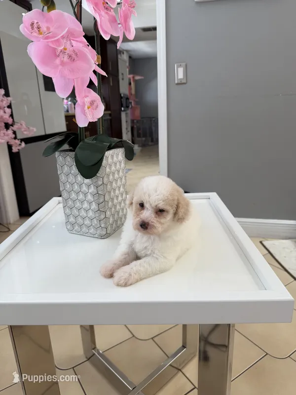 George – Poodle - Toy  puppy for sale in Tampa, FL