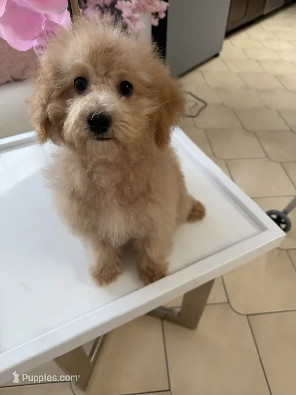 Penny – Miniature Goldendoodle puppy for sale in Tampa, FL