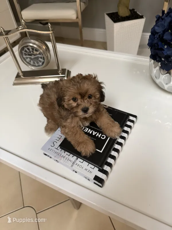 Prince – Shihpoo puppy for sale in Tampa, FL