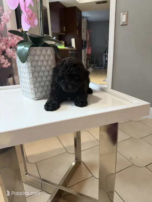 Onyx  – Maltipoo puppy for sale in Tampa, FL