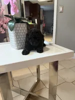 Onyx , a male Maltipoo for sale in Tampa, FL – 1 of 2