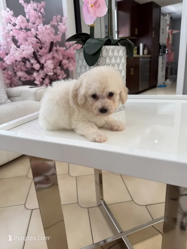 Thor – Poodle - Toy  puppy for sale in Tampa, FL