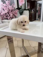 Thor, a male Poodle - Toy  for sale in Tampa, FL – 1 of 1