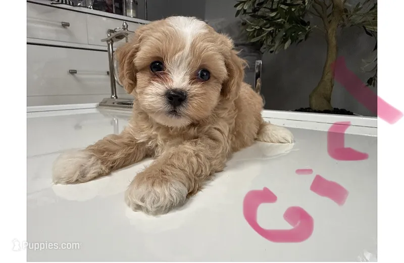Elenor  – Shihpoo puppy for sale in Tampa, FL