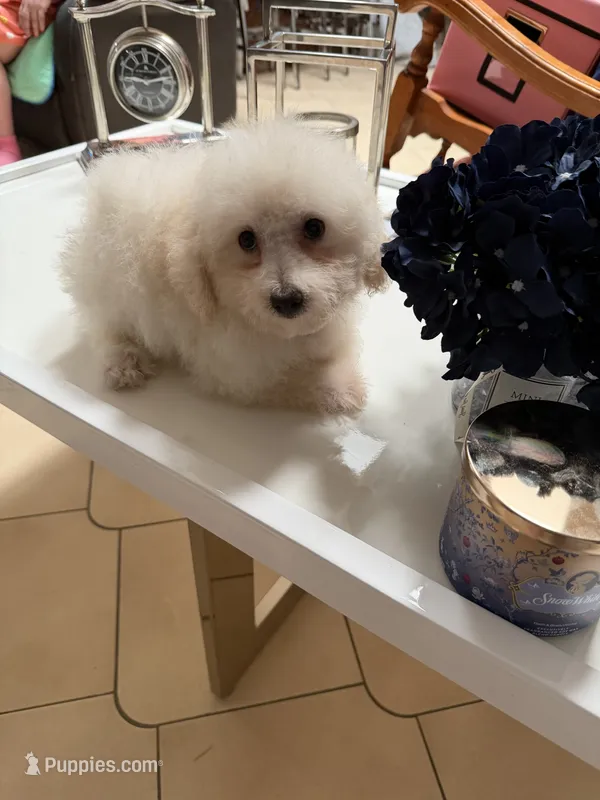 Thor – Poodle - Toy  puppy for sale in Tampa, FL