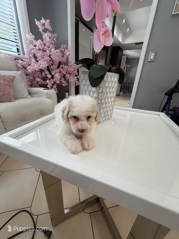 Titan – Poodle - Toy  puppy for sale in Tampa, FL