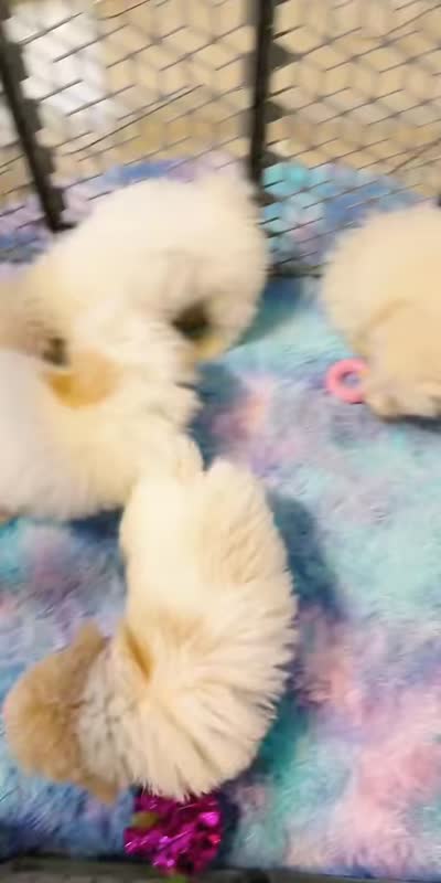 River, a male Poodle - Toy  for sale in Tampa, FL – 3 of 3