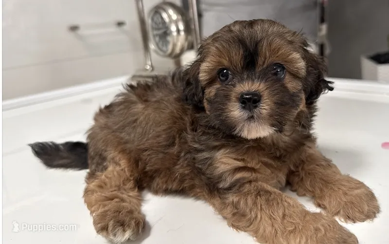 Prince  – Shihpoo puppy for sale in Tampa, FL