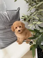 Penny , a female Goldendoodle for sale in Tampa, FL – 2 of 2