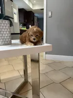 Chip, a male Shihpoo for sale in Tampa, FL – 2 of 2