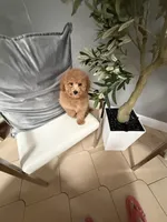 Chloe, a female Goldendoodle for sale in Tampa, FL – 2 of 2