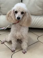Thor, a male Poodle - Toy  for sale in Tampa, FL – 2 of 4