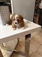 Princess , a female Shihpoo for sale in Tampa, FL – 3 of 3