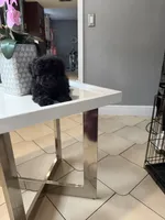 Blackie, a male Maltipoo for sale in Tampa, FL – 2 of 2