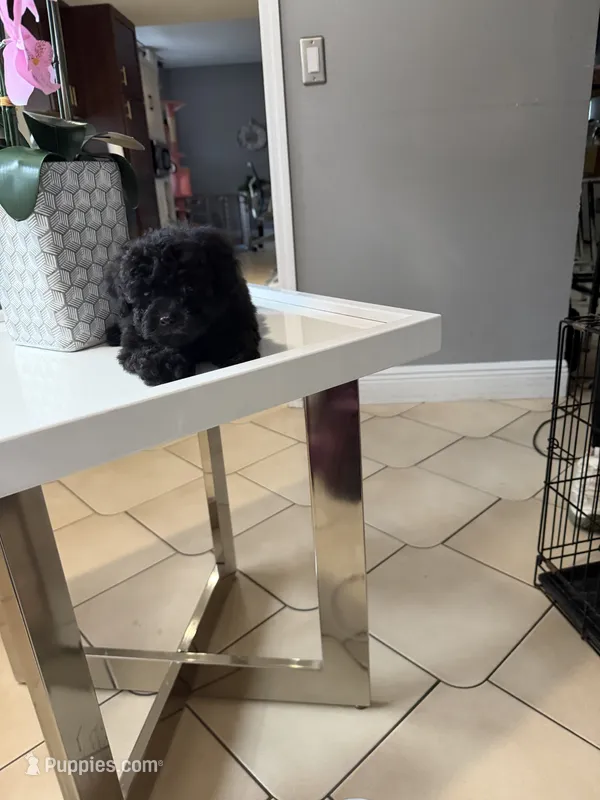 Blackie – Maltipoo puppy for sale in Tampa, FL