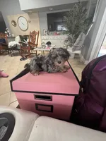 Maggie, a female Yorkipoo for sale in Tampa, FL – 2 of 2
