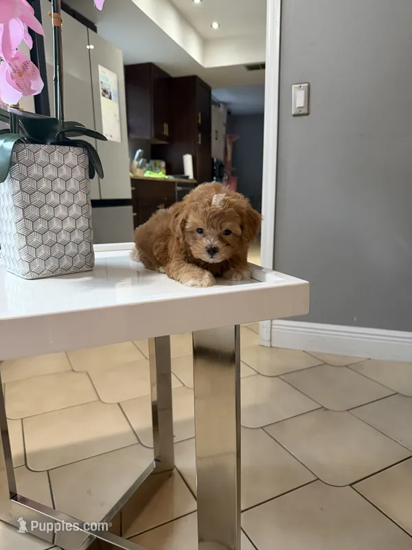 Chip – Shihpoo puppy for sale in Tampa, FL