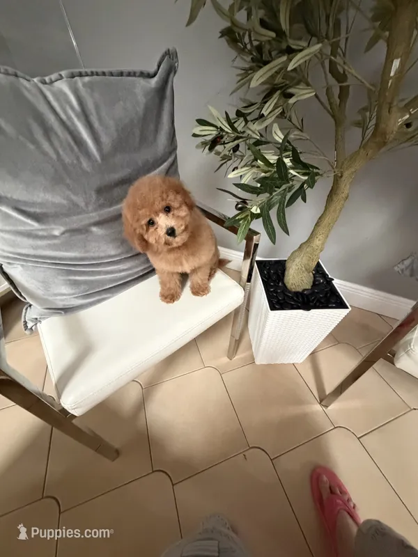 Chloe – Goldendoodle puppy for sale in Tampa, FL
