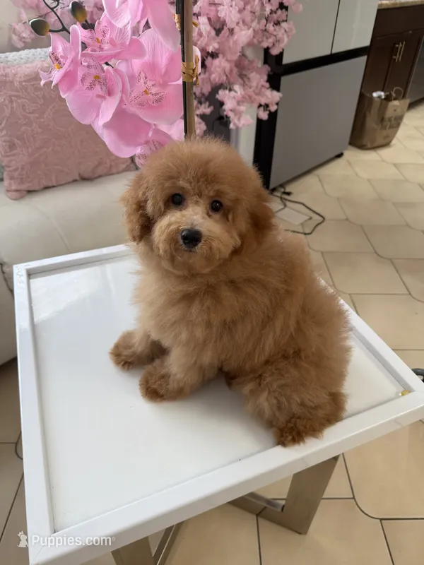 Lucy  – Miniature Goldendoodle puppy for sale in Tampa, FL