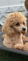 Thor, a male Poodle - Toy  for sale in Tampa, FL – 4 of 4