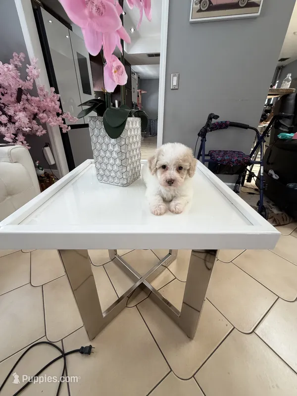 Teddy  – Poodle - Toy  puppy for sale in Tampa, FL