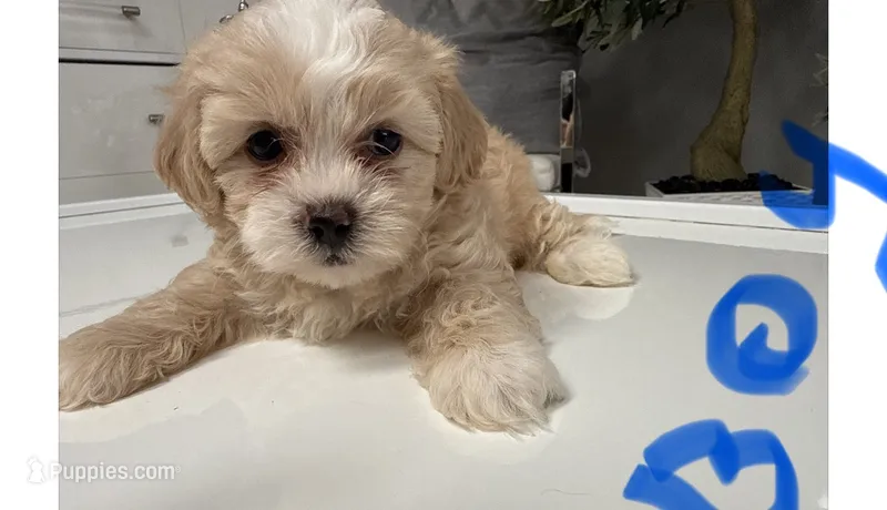 Teddy – Shihpoo puppy for sale in Tampa, FL