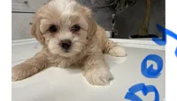 Teddy, a male Shihpoo for sale in Tampa, FL – 1 of 1