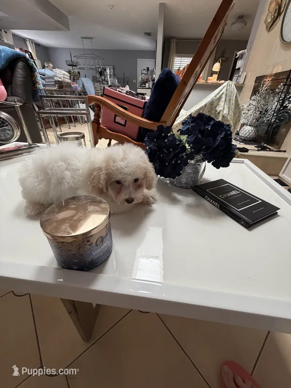 Teddy  – Poodle - Toy  puppy for sale in Tampa, FL