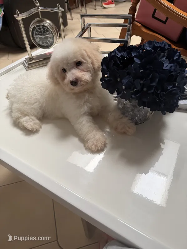 George – Poodle - Toy  puppy for sale in Tampa, FL