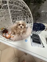 Bear, a male Shihpoo for sale in Tampa, FL – 2 of 3