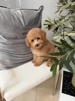 Lucy , a female Goldendoodle for sale in Tampa, FL – 1 of 1