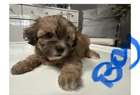 Prince , a male Shihpoo for sale in Tampa, FL – 1 of 1