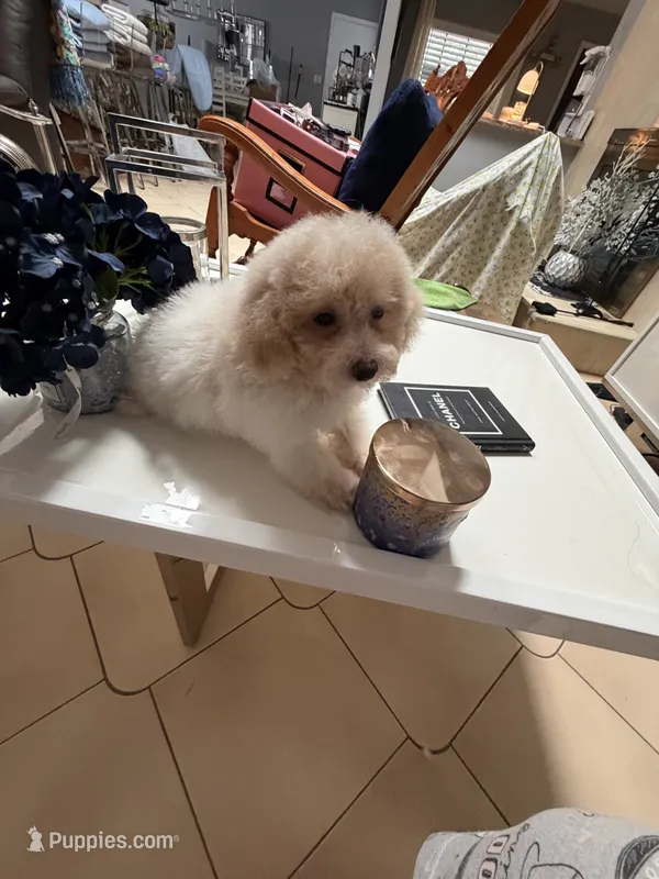 River – Poodle - Toy  puppy for sale in Tampa, FL