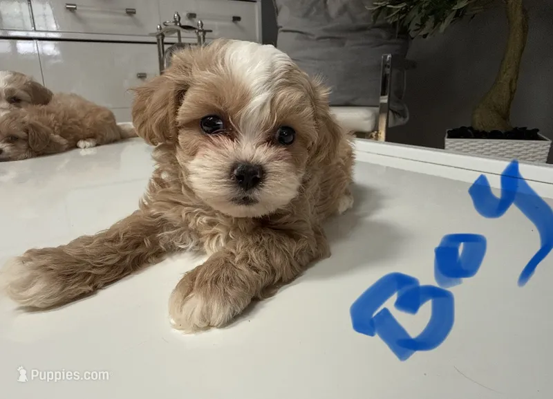 Rusty  – Shihpoo puppy for sale in Tampa, FL